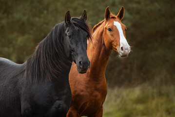 Two horses standing together in autumn - 523808727