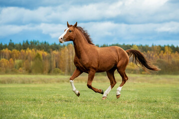 Beautiful red horse running in the field in autumn. Don breed horse. - 523808731