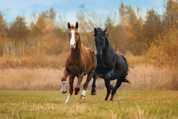 Two horses running in the field in autumn
