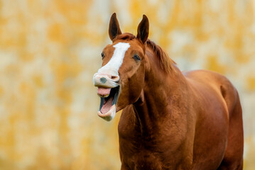 Funny Don breed horse yawning in autumn. Russian golden horse.