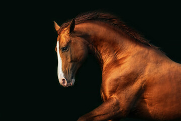 Portrait of running horse isolated on black. Don breed horse. - obrazy, fototapety, plakaty