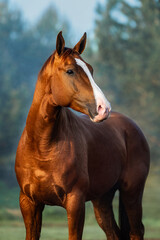 Portrait of Don breed horse in a foggy morning. Russian golden horse. - 523808788