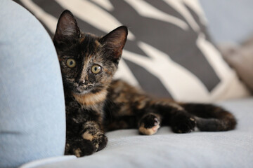 A cute and curious tortoiseshell colored kitten.