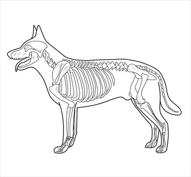 Dog skeletal system on a white background sketch hand drawing vector illustration