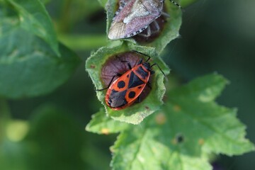 Zimtwanze - Corizus hyoscyami