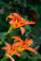 Beautiful blooming daylily flower (Hemerocallis) on the lawn close-up