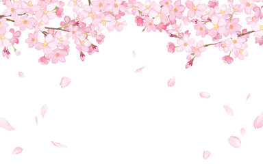 桜と散る花びらのフレーム。水彩イラスト（透過背景）