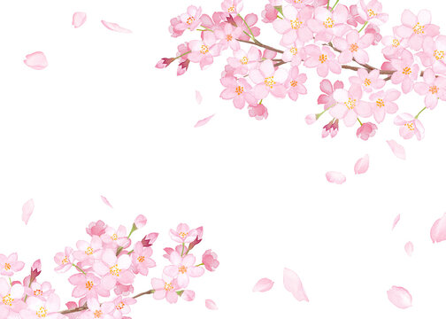 春の花：さくらと散る花びらのフレーム。　水彩イラスト（透過背景）
