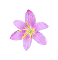 Crocus flower isolated on transparent background - PNG format.