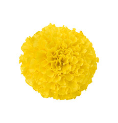 marigold flower isolated on transparent background - PNG format.