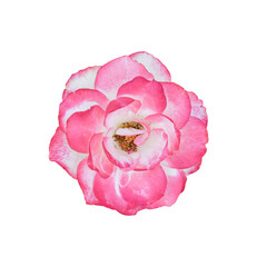 rose flower isolated on transparent background - PNG format.