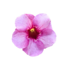 Fototapeta na wymiar Pink flower (Allamanda Cathartica) isolated on transparent background - PNG format.