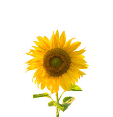 Fototapeta premium Sunflower with leaf isolated on transparent background - PNG format.
