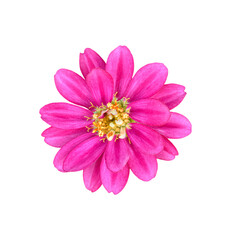 Zinnia elegans flower isolated on transparent background - PNG format.
