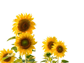 Fototapeta premium Sunflower with leaf isolated on transparent background - PNG format.