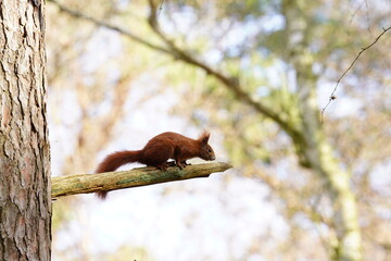Eichhörnchen