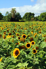 Naklejka premium Field of sunlit sunflowers, Derbyshire England 