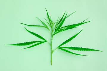 Fresh green cannabis leaves on tree on green background, A peak leaves marijuana, Medical marijuana.