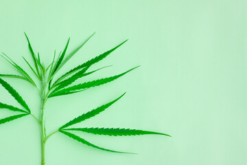 Fresh green cannabis leaves on tree on green background, A peak leaves marijuana, Medical marijuana.