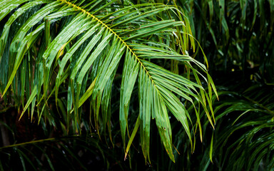 Palm leaves texture with water drops, Raindrops, Tropical rainforest
