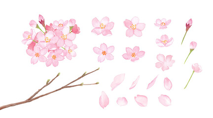 春の花：さくらのエレメントのセット。　水彩イラスト（透過背景） © Keiko Takamatsu