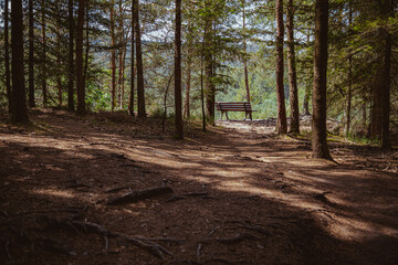 Fototapeta premium Bank im Wald - Aussichtspunkt im Wald - Pfälzer Wald