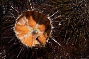 Close up view from above of a sliced ​​fresh sea urchin. You can see the orange eggs of the...