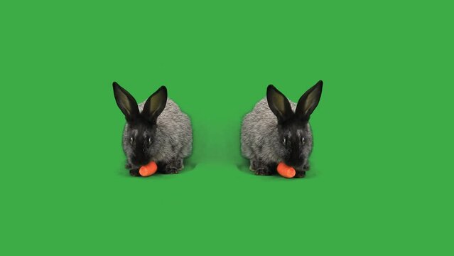 two gray rabbits synchronously chew orange carrot isolated on green background