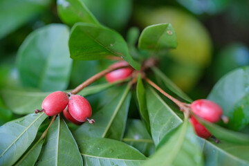 The berry of the miracle fruit plant is used as medicine.