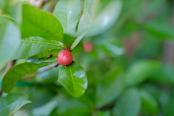 The berry of the miracle fruit plant is used as medicine.