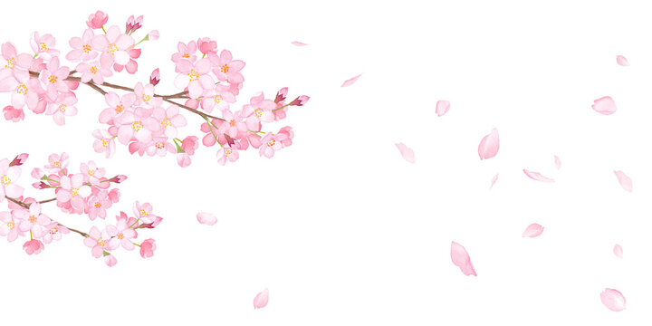 春の花：さくらと散る花びらの背景。　水彩イラスト（透過背景）