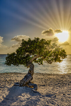 "Fofoti Tree at Sunset"