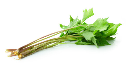 Artemisia lactiflora vegetable isolated on white background