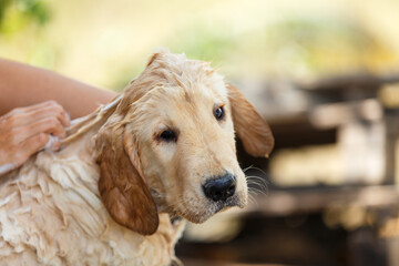 Bathing for Puppy Golden retriever.