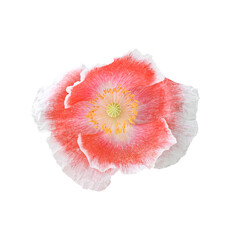 poppies flower isolated on transparent background - PNG format.