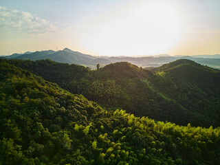 Bamboo forest landscape taken on top of Moganshan mountain.