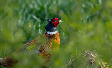 Pheasant, Phasianus colchicus. 