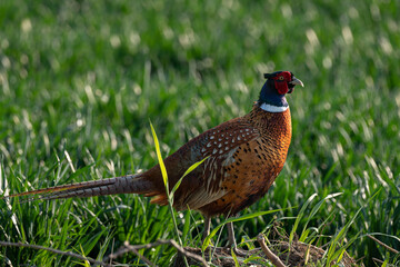 Pheasant, Phasianus colchicus. 