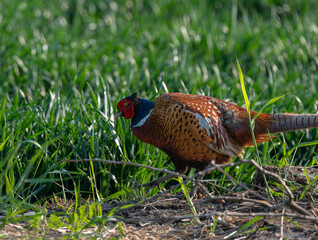 Pheasant, Phasianus colchicus. 