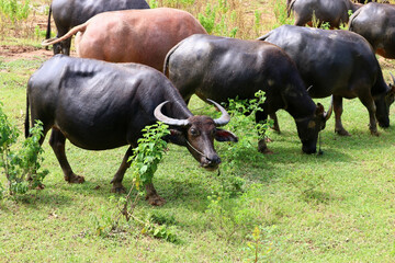 asian water buffalo or bubalus bubalis