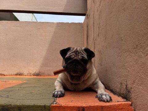 A pug with treat