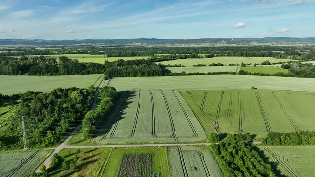 Watermelon bio farm plant field planting growth Citrullus lanatus drone aerial citron melon tsamma jam red-seeded, agricultural farm garden farmer fruit tree video shot leaf green farming