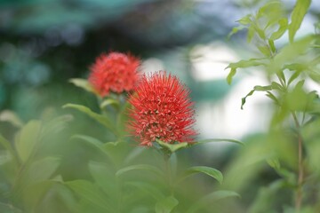 Golden Penda, Expo Gold, Xanthostemon chrysanthus. Yellow flower have many leaves is blur background.