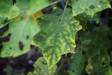 Plant diseases cause damage to plants and leaves.