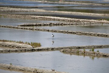 salt marsh in Brittany in summer