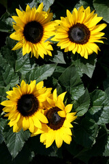 Group of sunflower blossoms