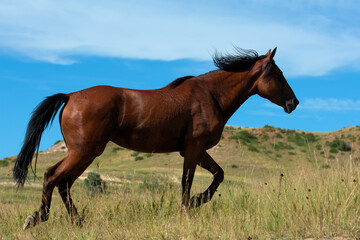 A wild horse trotting in a field