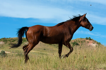 Fototapeta na wymiar A wild horse trotting in a field