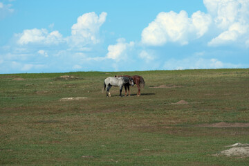 Wild horses in the outdoors