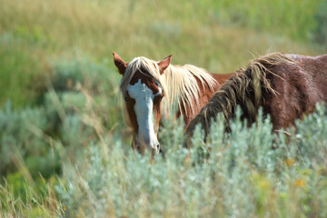 Wild horses graze together in a prairie